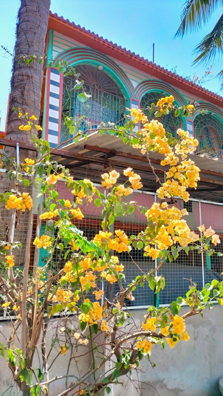 A house with a decorative, striped façade and arched windows is partially obscured by a flowering bush with bright yellow blossoms. A tall palm tree stands next to the house. A metal gate and fence are visible in the foreground.